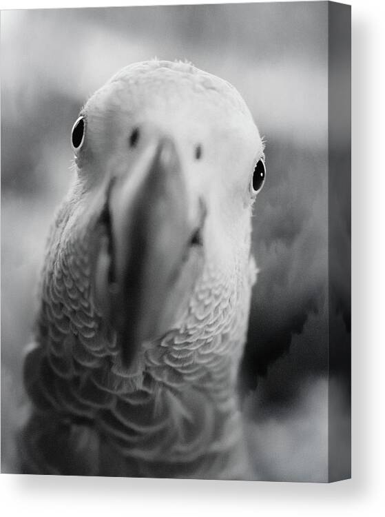 African Grey Canvas Print featuring the photograph Those Eyes by Jennifer Grossnickle