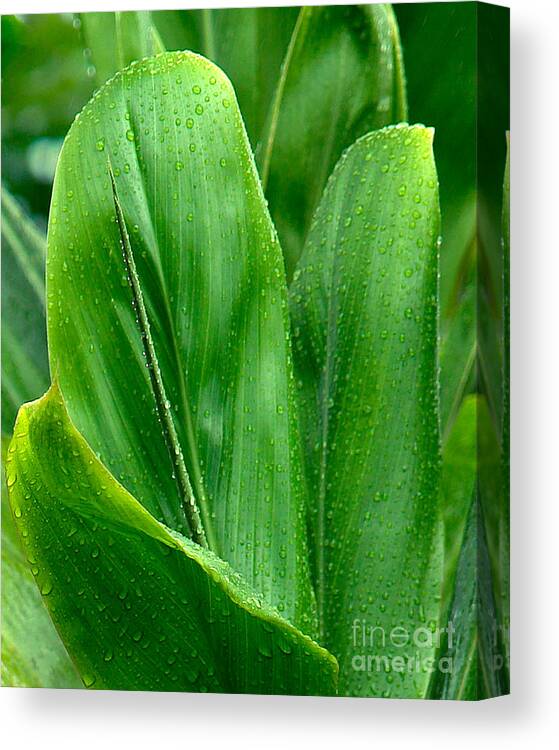 Usa Canvas Print featuring the photograph Ti Leaves by Frank Wicker