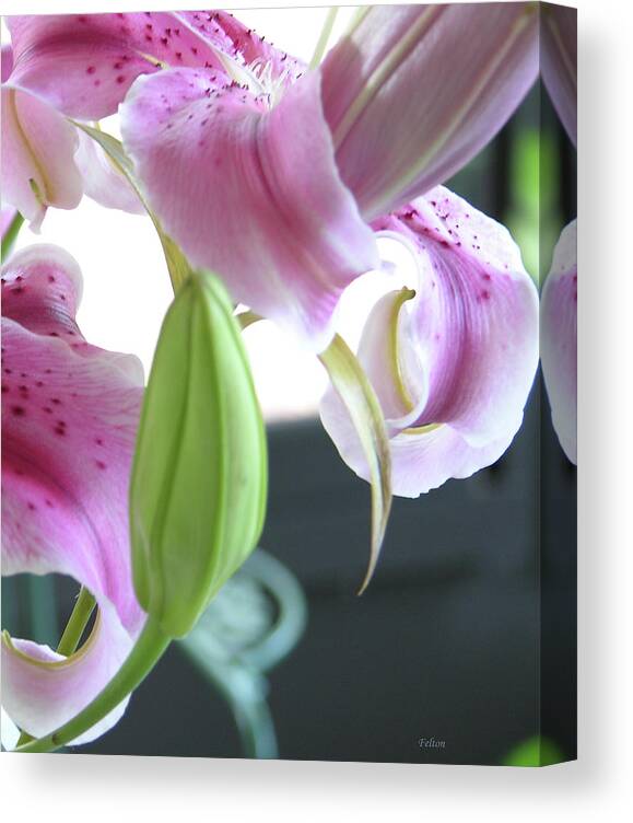 Photography Canvas Print featuring the photograph Tiger Lily bud by Julianne Felton