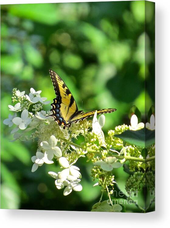 Butterfly Canvas Print featuring the photograph Tiger Swallowtail by Nancy Patterson