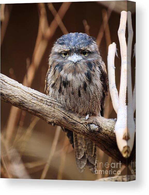 Nature Canvas Print featuring the photograph Tiny Grumpy Owl by Bill Frische