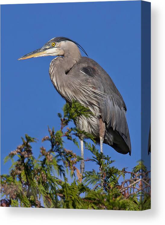  Great Blue Heron Canvas Print featuring the photograph Treetopper - Great Blue Heron by Carl Olsen
