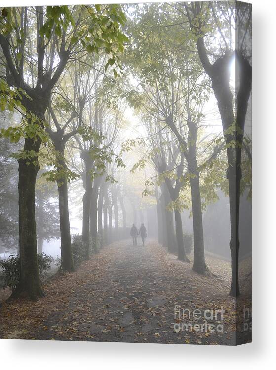 Misty Trees Canvas Print featuring the photograph Tuscany Love by Rebecca Margraf