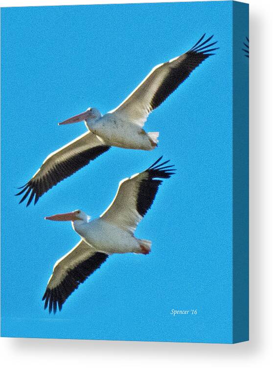 Wildlife Canvas Print featuring the photograph Two White Pelicans by T Guy Spencer