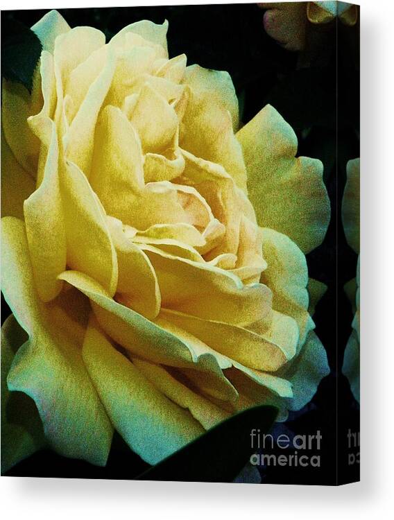 Rose Canvas Print featuring the photograph Victoria by Daniele Smith