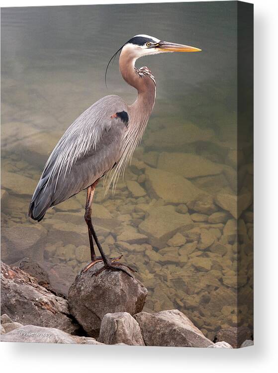 Blue Heron Canvas Print featuring the photograph Waiting by Terri Harper