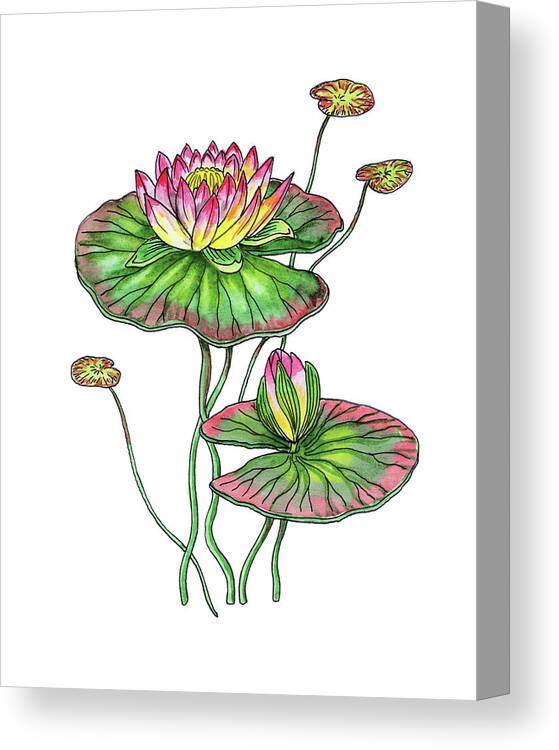 Water Lily Canvas Print featuring the painting Water Lily Botanical Watercolor by Irina Sztukowski