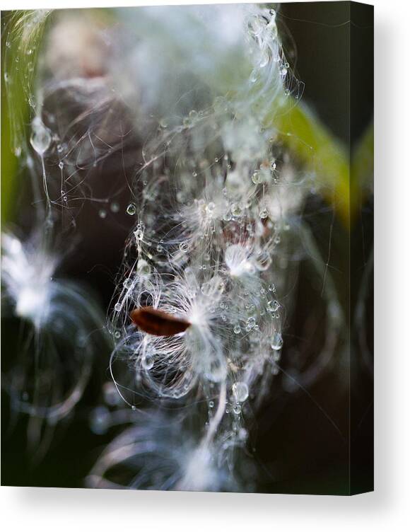 Droplets Canvas Print featuring the photograph Wet Seed by Dart Humeston