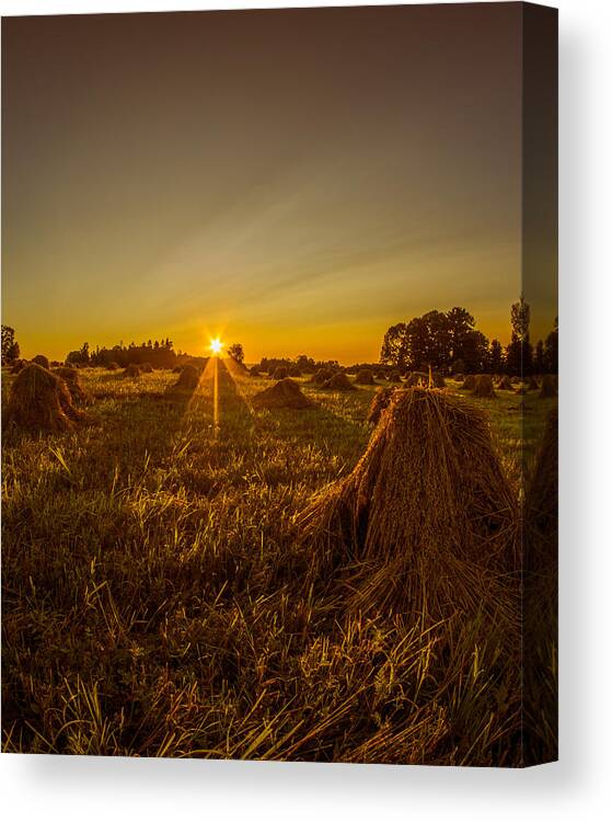Wheat Shocks Canvas Print featuring the photograph Wheat Shocks by Chris Bordeleau
