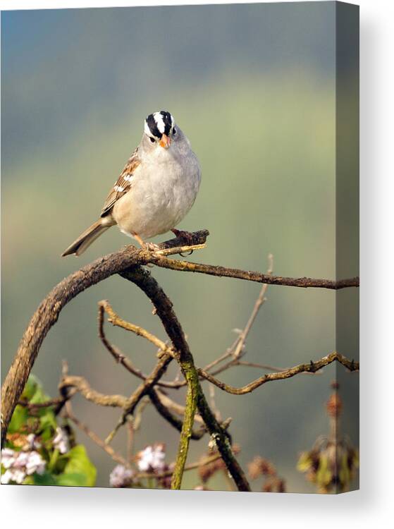 White Crowned Canvas Print featuring the photograph White Crowned Sparrow by Laura Mountainspring