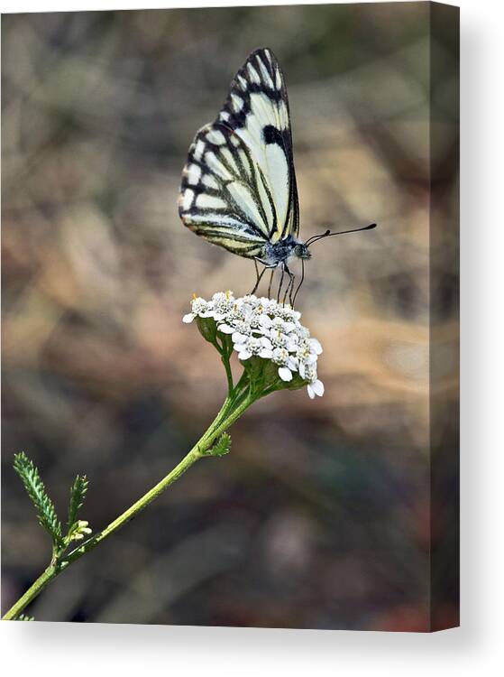 Nature Canvas Print featuring the photograph White on White by James Steele