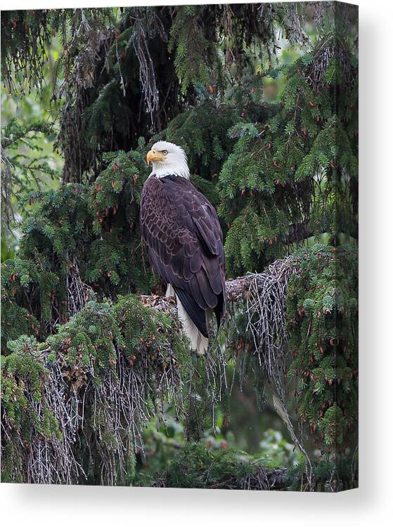 Ronnie Maum Canvas Print featuring the photograph Wild and Free by Ronnie Maum