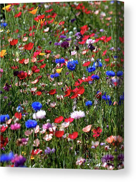 Flowers Canvas Print featuring the photograph Wild Flower Meadow 2 by Stephen Melia