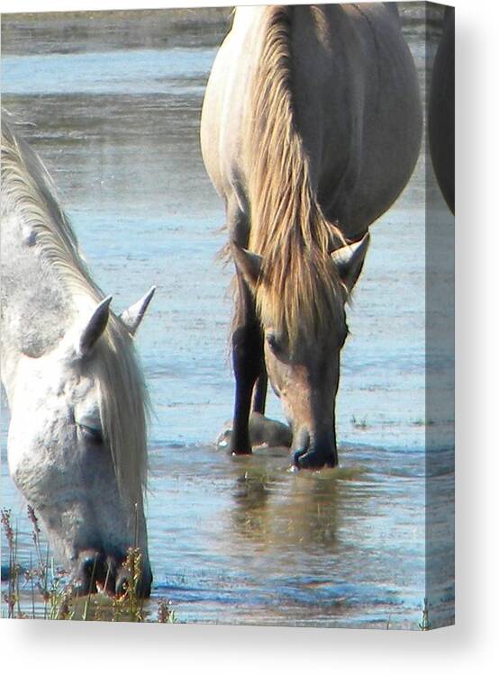 Wild Horses Drinking Water Canvas Print featuring the photograph Wild horses drinking water by Manuela Constantin