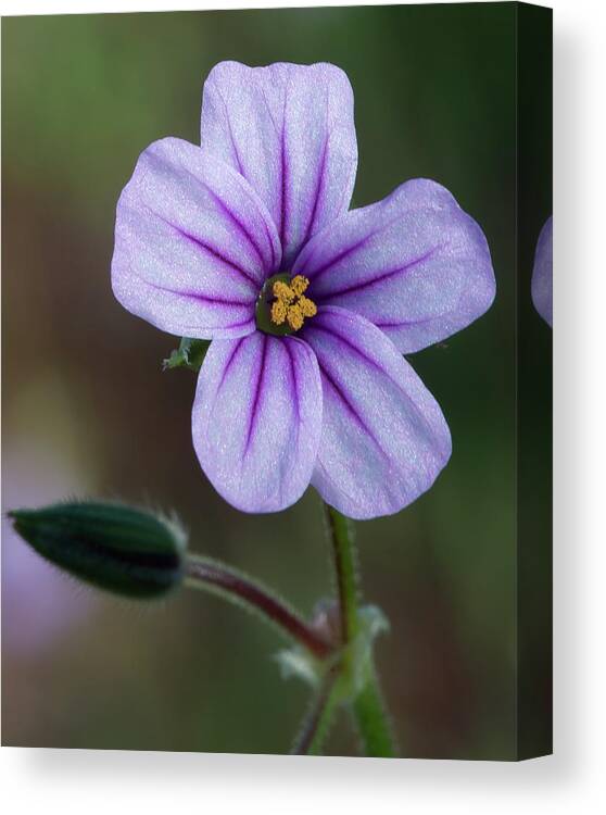 Wildflower Canvas Print featuring the photograph Wilderness Flower 3 by Paul Johnson