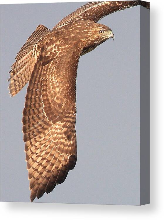 Red Tail Hawk Canvas Print featuring the photograph Wings of a Red Tailed Hawk by Wingsdomain Art and Photography