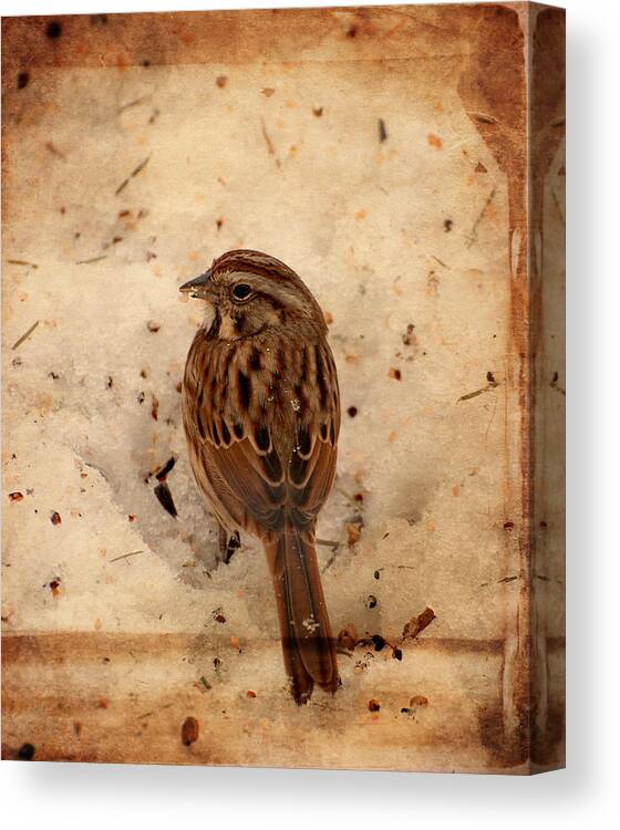 Sparrows Canvas Print featuring the photograph Winter Feast I - Textured by Angie Tirado
