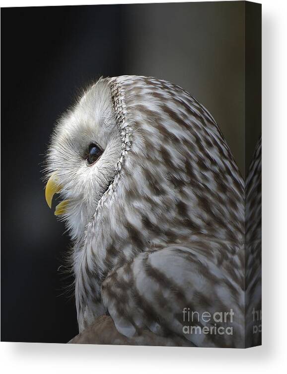 Owl Canvas Print featuring the photograph Wise Old Owl by Kathy Baccari
