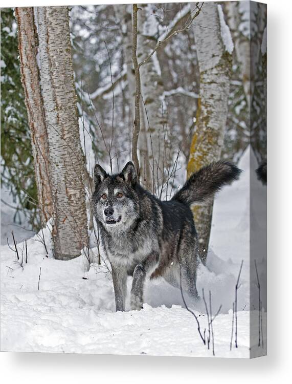 Wolf Canvas Print featuring the photograph Wolf in Trees by Scott Read