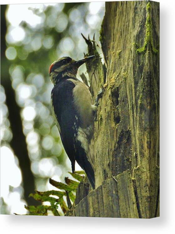 Woodpecker Canvas Print featuring the photograph Woodpecker in the Forest by Charles Lucas