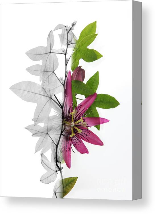 X-ray Canvas Print featuring the photograph X-ray Of A Passion Flower by Ted Kinsman