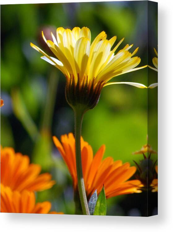 Daisy Canvas Print featuring the photograph Yellow Daisy by Amy Fose