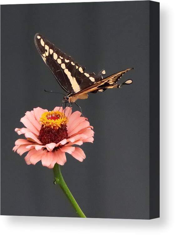 Zinnia Canvas Print featuring the photograph Zinnia with Butterfly 2702 by John Moyer