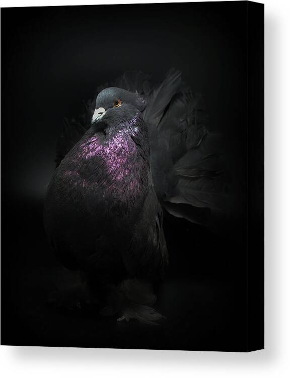 Pigeon Canvas Print featuring the photograph Black Indian Fantail Pigeon #1 by Nathan Abbott