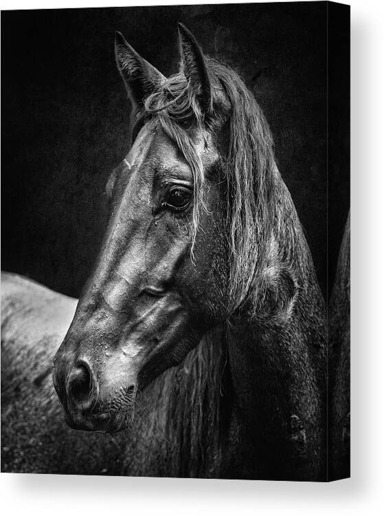 Horse Canvas Print featuring the photograph Dark Horse #1 by Ron McGinnis