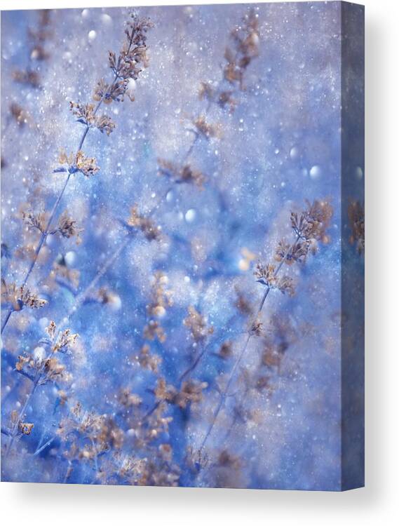 Christmas Canvas Print featuring the photograph Early Winter by Delphine Devos