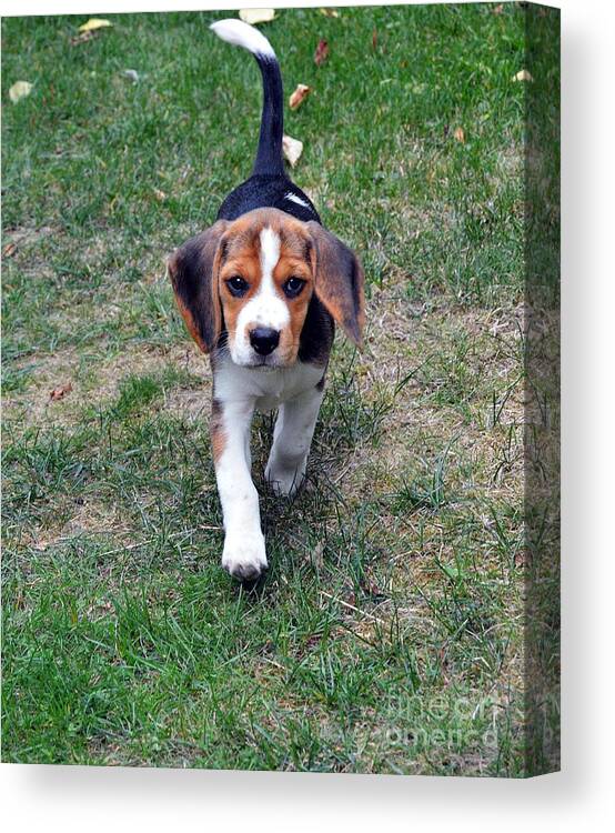 Beagle Puppy Canvas Print featuring the photograph Hermine The Beagle by Thomas Schroeder