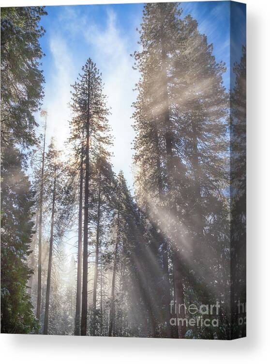 Yosemite Canvas Print featuring the photograph Morning Light #1 by Anthony Michael Bonafede