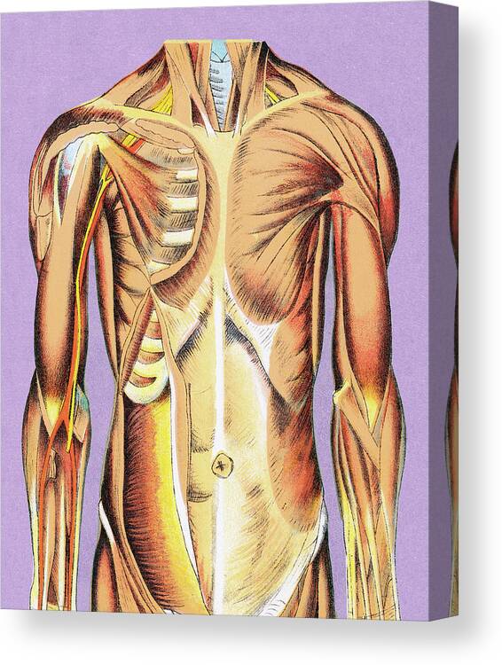 Anatomical Canvas Print featuring the drawing Muscle Anatomy #1 by CSA Images
