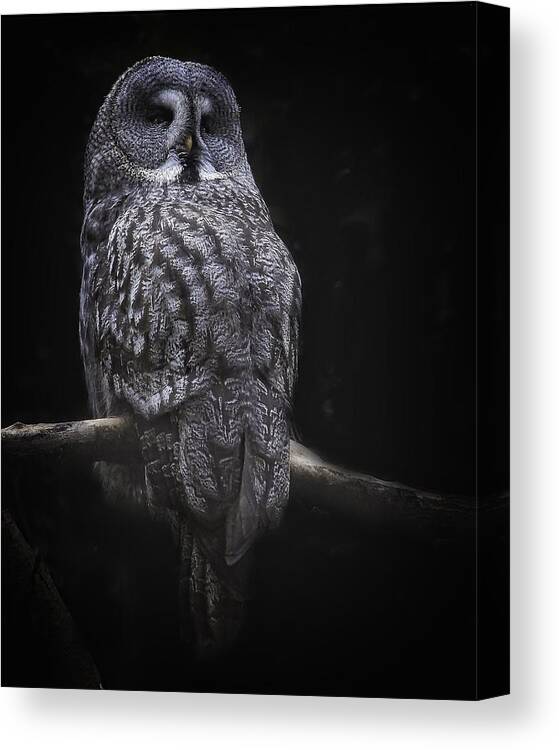 Owl Canvas Print featuring the photograph Owl #1 by Anna Cseresnjes