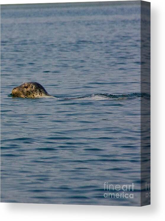 Photography Canvas Print featuring the photograph Pacific Harbor Seal #1 by Sean Griffin