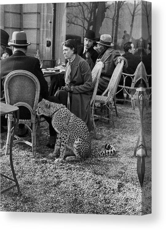 1930-1939 Canvas Print featuring the photograph Pet Cheetah by Alfred Eisenstaedt