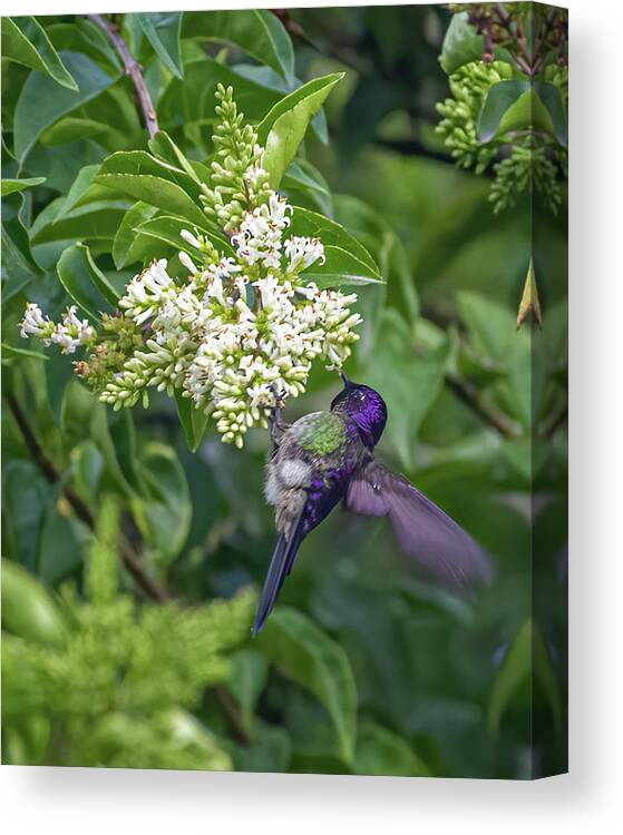 Colombia Canvas Print featuring the photograph Purple Backed Thornbill Murillo Tolima Colombia #1 by Adam Rainoff
