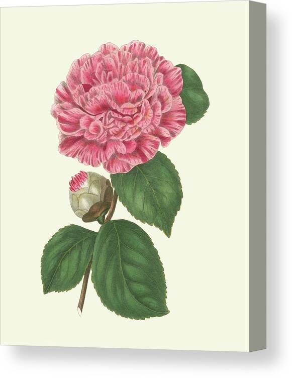 Botanical & Floral Canvas Print featuring the painting Summer Blush I #1 by E. D. Smith