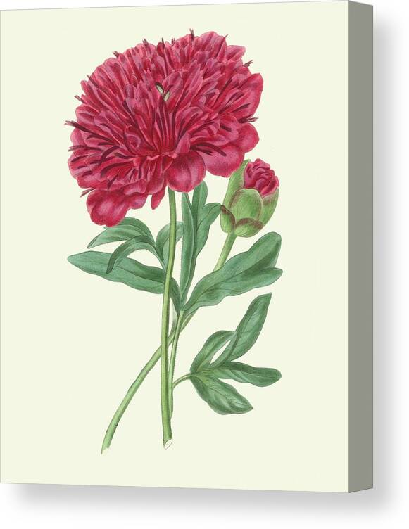 Botanical & Floral Canvas Print featuring the painting Summer Blush II #1 by E. D. Smith