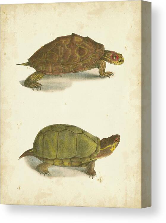 Wag Public Canvas Print featuring the painting Turtle Duo Iv #1 by J. W. Hill