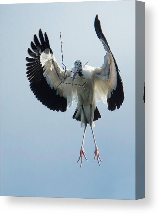 Alligator Farm Canvas Print featuring the photograph Woodstork Nesting by Donald Brown