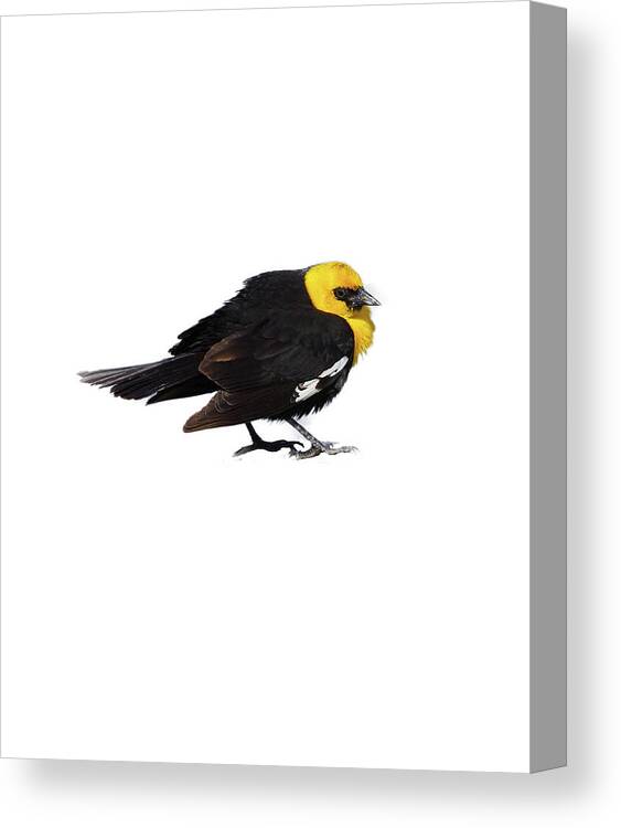 Refuge Canvas Print featuring the photograph Yellow Headed Blackbird  #1 by Steve Estvanik