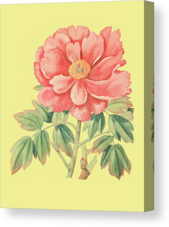 Bloom Canvas Print featuring the drawing Flower #11 by CSA Images