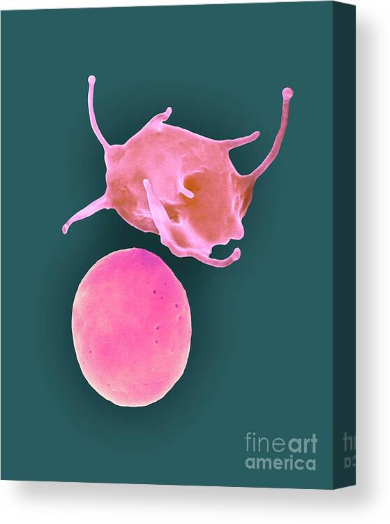 20317a Canvas Print featuring the photograph Activated And Non-activated Platelets #13 by Dennis Kunkel Microscopy/science Photo Library
