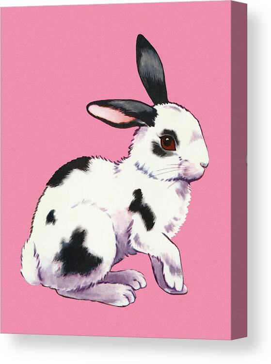 Animal Canvas Print featuring the drawing Rabbit by CSA Images