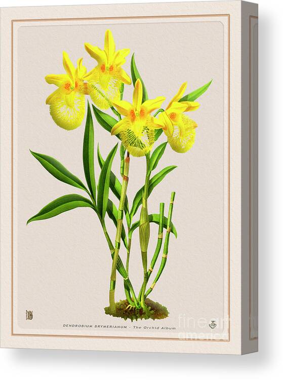 Colors Canvas Print featuring the drawing Orchid Vintage Print on Colored Paperboard #183 by Baptiste Posters