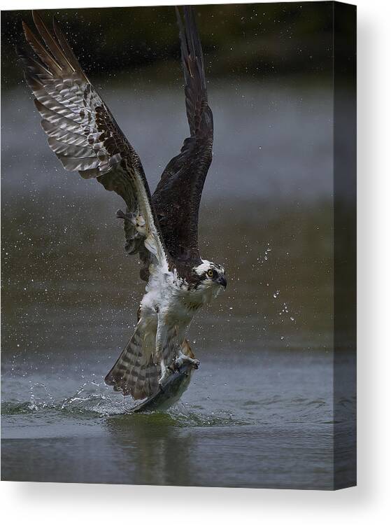 Flight Canvas Print featuring the photograph Ospreys Catch Fish #2 by Johnny Chen