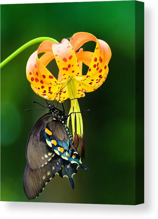 Africa Canvas Print featuring the photograph Swallowtail On Turks Cap #2 by Donald Brown