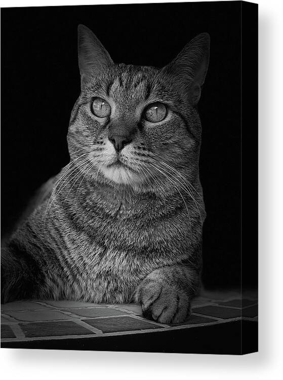 Cat Canvas Print featuring the photograph Yuki Cat BW Portrait #2 by David G Paul