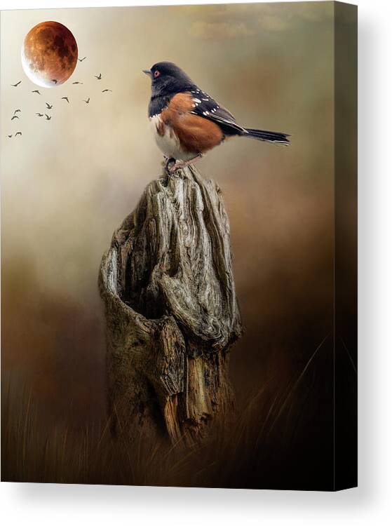 Towhee Canvas Print featuring the photograph Perched #3 by Rebecca Cozart